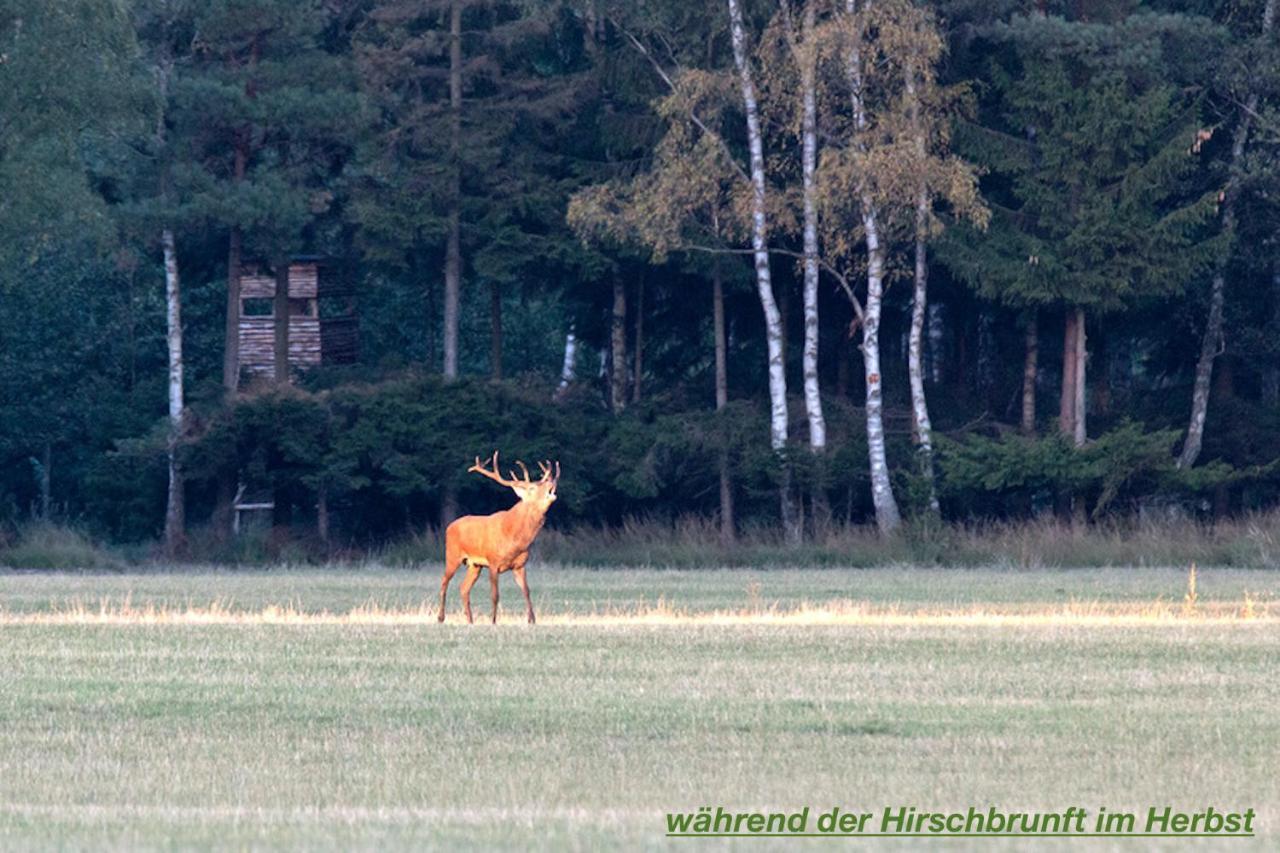 Ferienhaus Luneburger HeideEschede エクステリア 写真